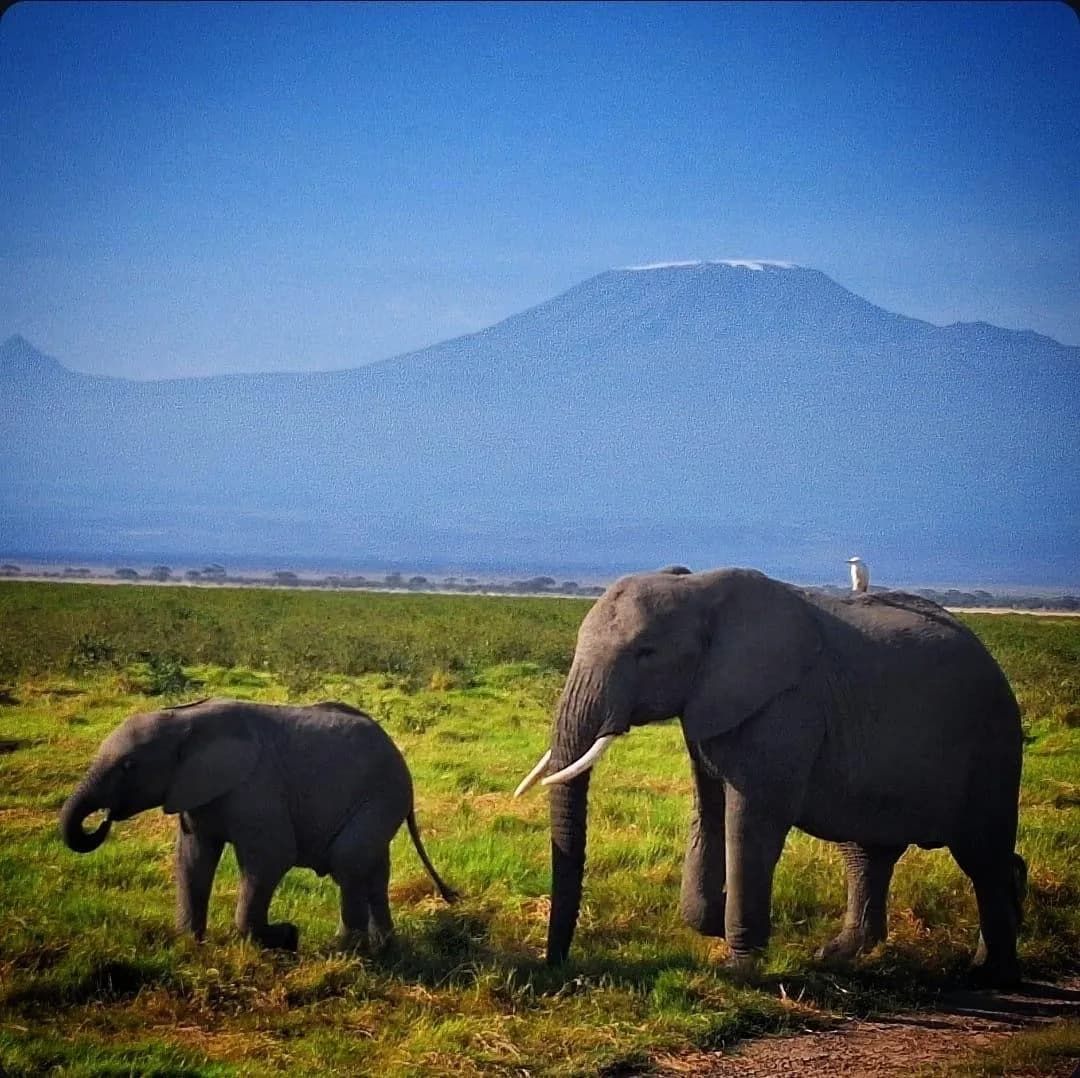 Amboseli Safari Package - 4x4 Jeep with Danil Scenic Tours Nairobi - Famous elephant herds set against Mt. Kilimanjaro's breathtaking backdrop.