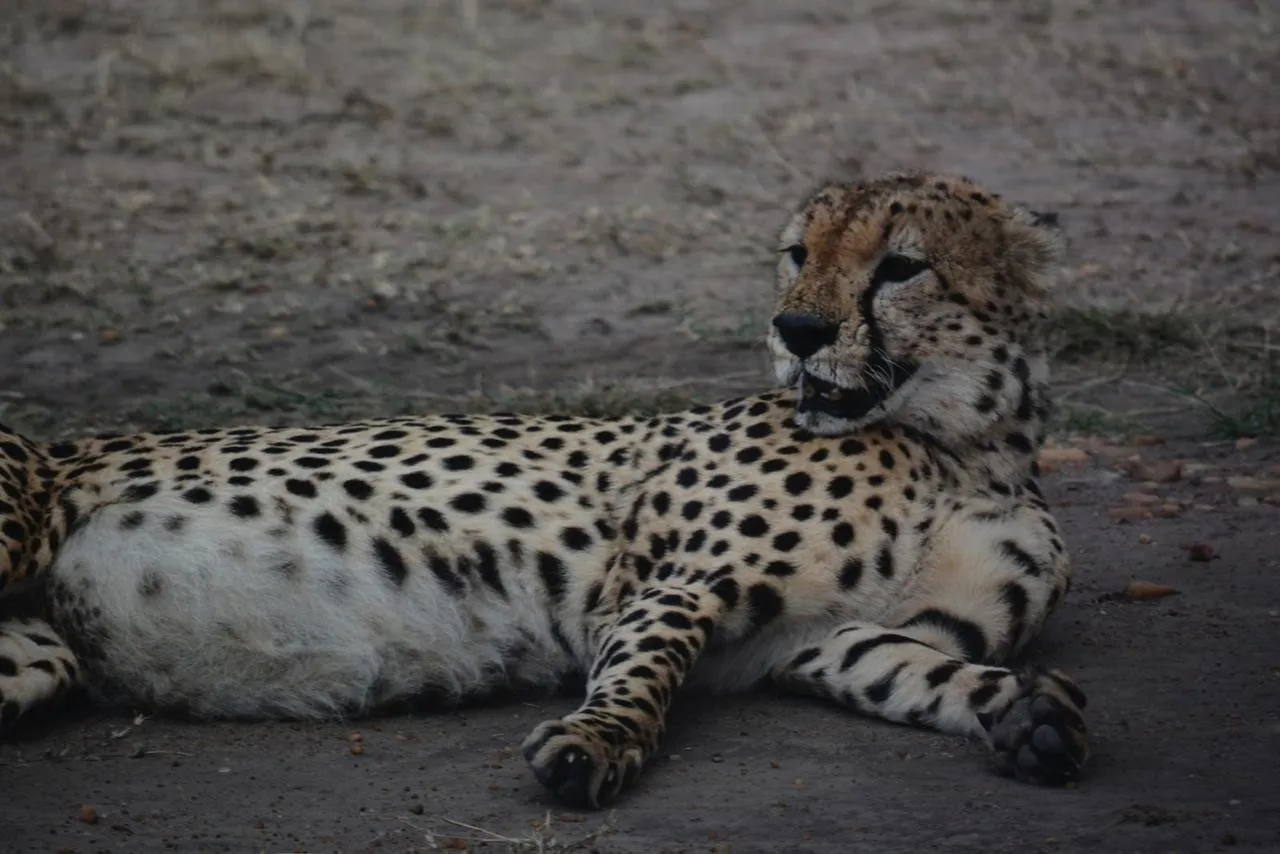 Maasai Mara Safari and Kenya wildlife tour by Danil Scenic Tours in Nairobi
