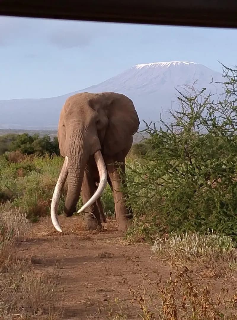 Safari Tours - Big Five game drives through Kenya's greatest national parks. by Danil Scenic Tours Nairobi