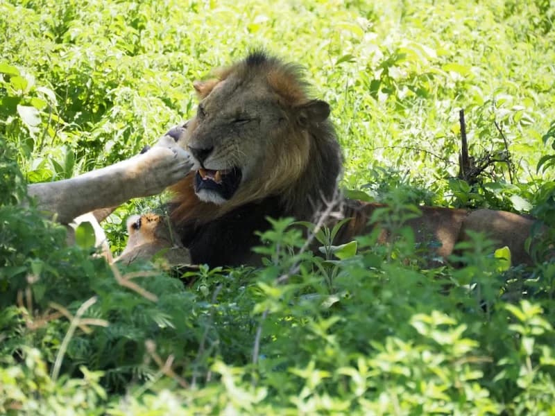 Lion Kenya Savanna wildlife Big Five