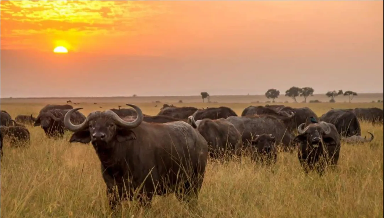 Lake Naivasha Safari Package - 4x4 Jeep with Danil Scenic Tours Nairobi - Walk alongside giraffes and zebras on Crescent Island. A serene freshwater lake experience featuring boat safaris, incredible birdwatching, and hippos in their natural habitat.