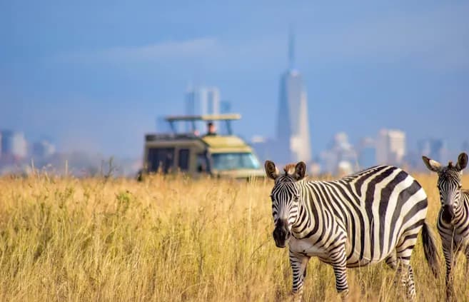 Nairobi National Park Safari Package - 4x4 Jeep with Danil Scenic Tours Nairobi - Experience the world's only wildlife capital. Enjoy a unique safari backdrop where wild rhinos, lions, and giraffes roam against the iconic Nairobi city skyline.
