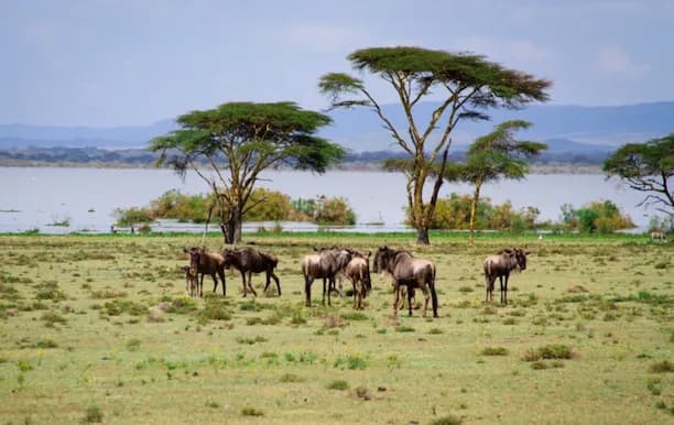 Lake Naivasha (Crescent Island)