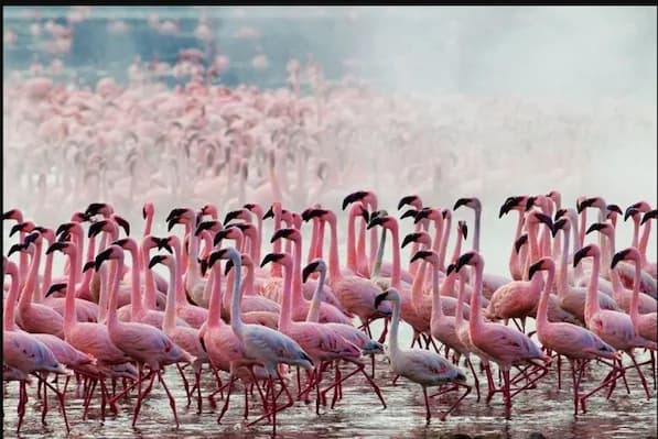 Maasai Mara Safari and Kenya wildlife tour by Danil Scenic Tours in Nairobi