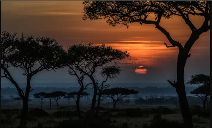 Maasai Mara Safari and Kenya wildlife tour by Danil Scenic Tours in Nairobi